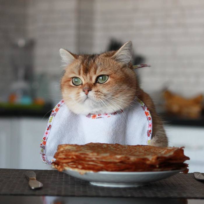Cats
