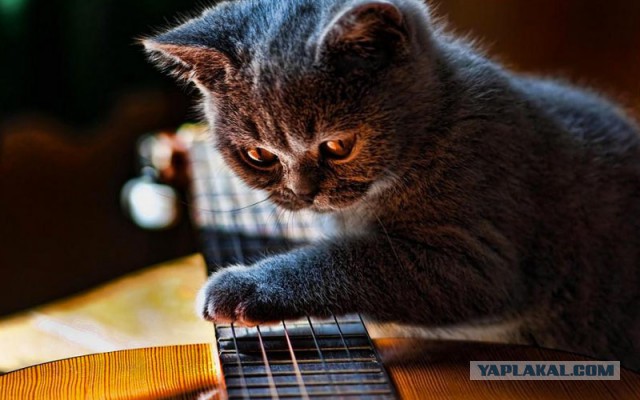 Cats