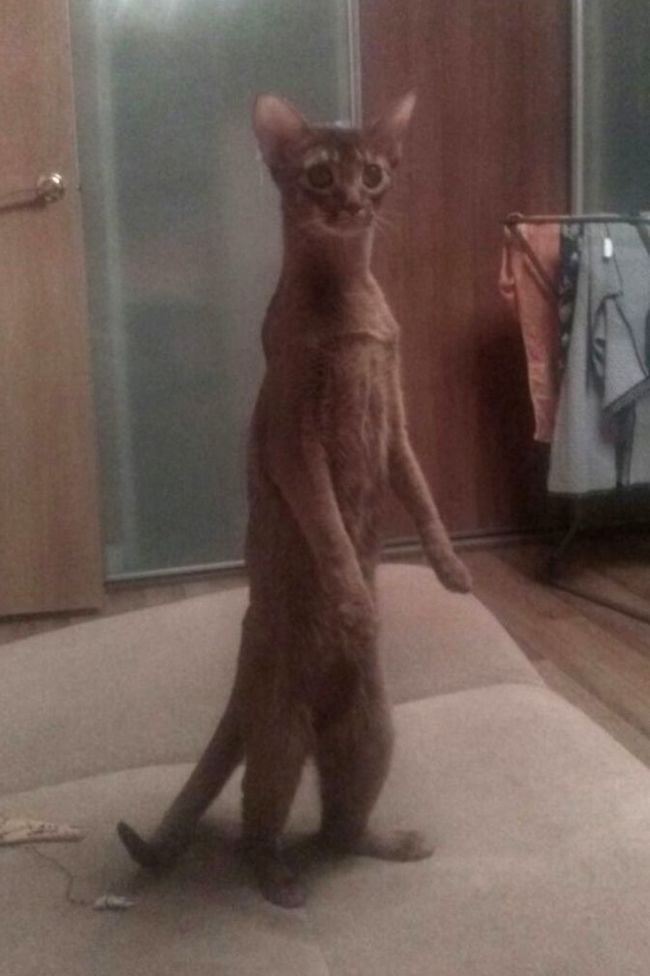 Cats