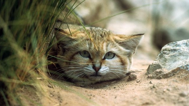 Cats