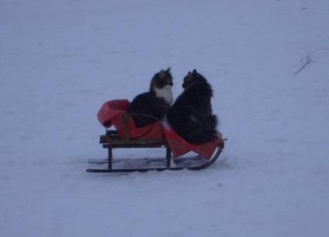 Cats