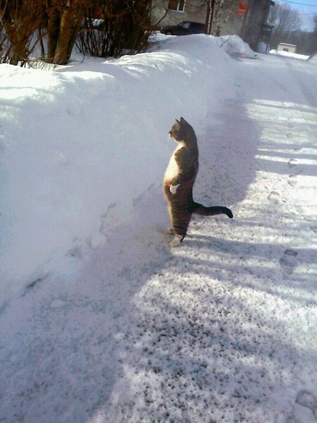 Cats