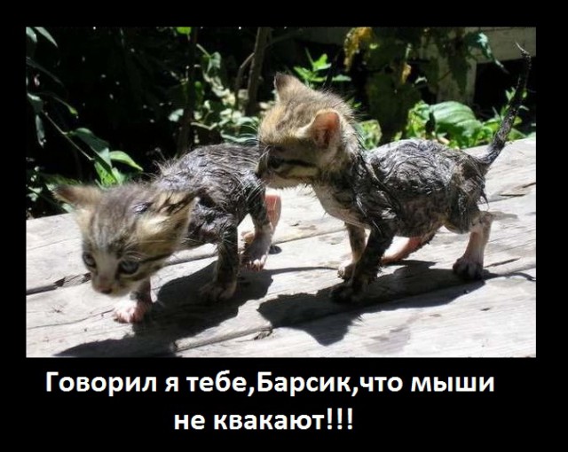 Cats