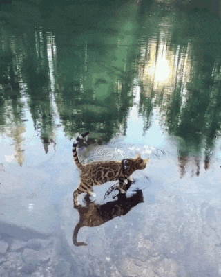 Cats