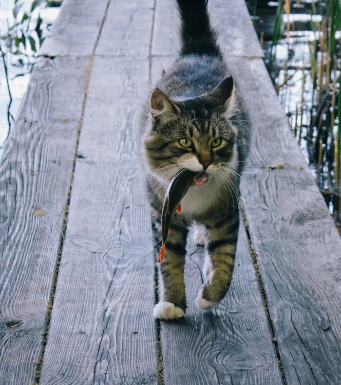 Cats