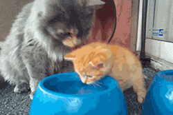 Cats