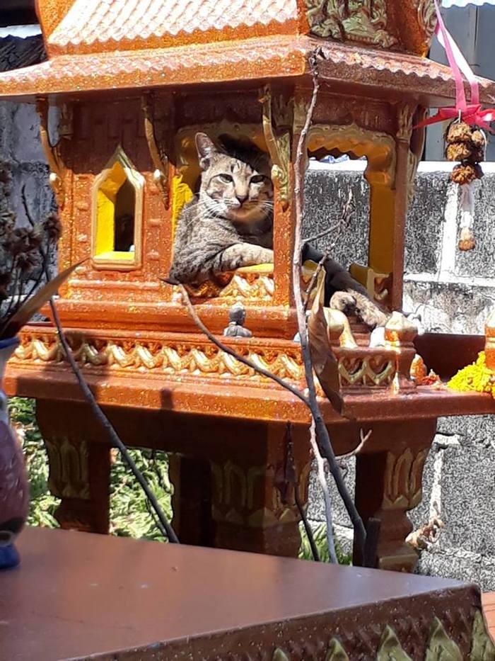 Cats