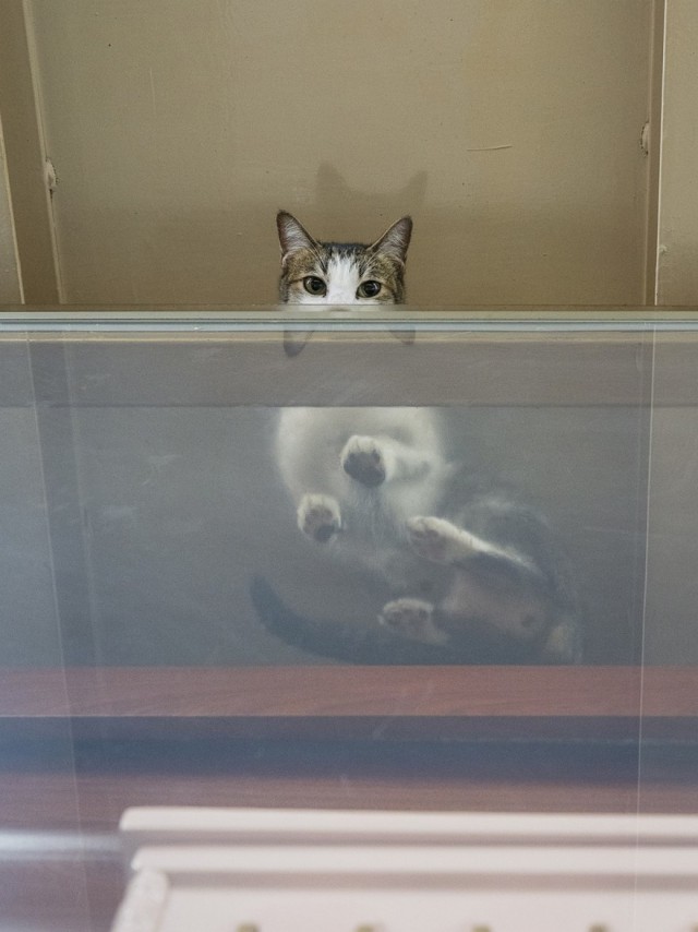 Cats
