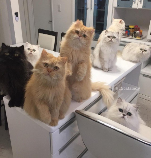 Cats