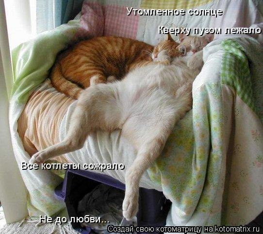 Cats