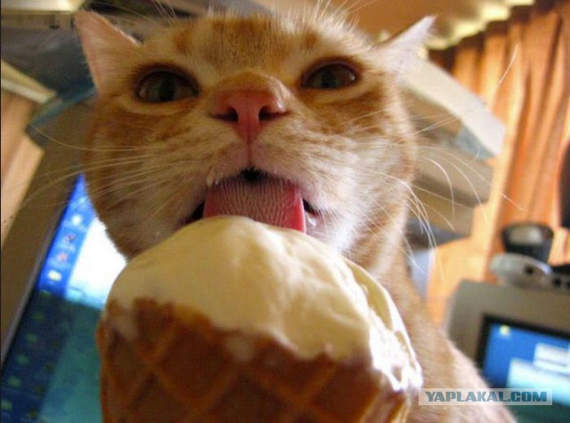 Cats