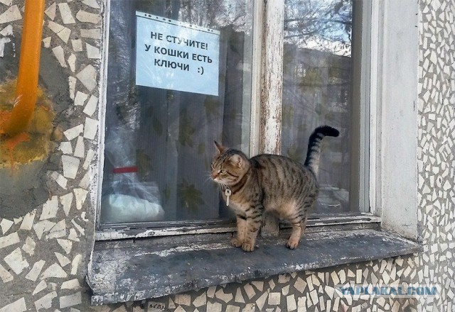 Cats