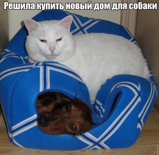Cats