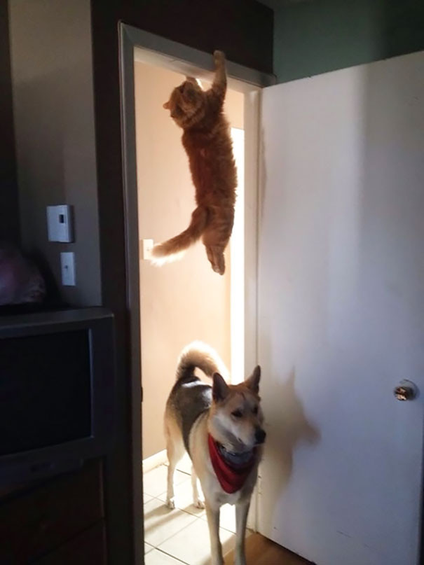 Cats