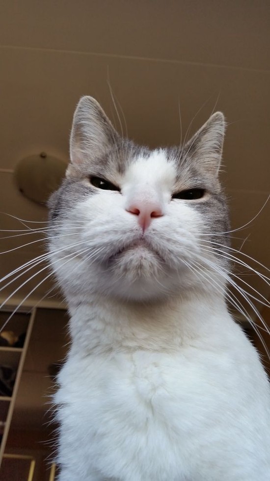 Cats