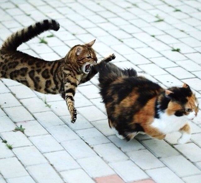 Cats