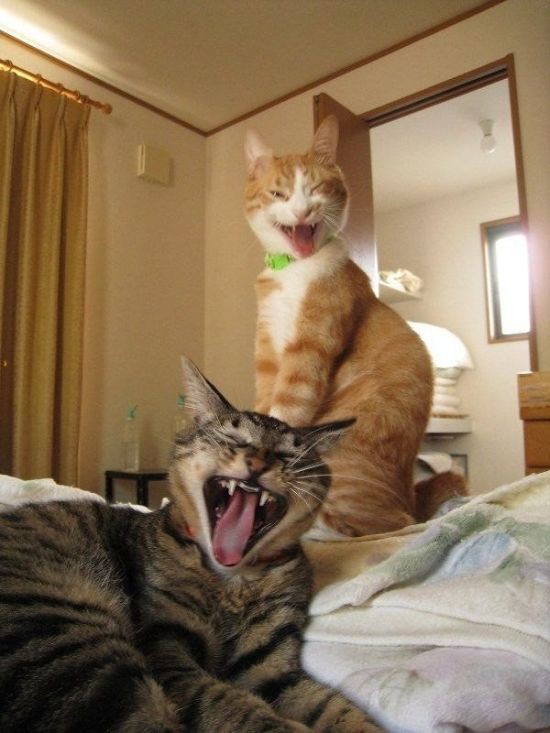 Cats