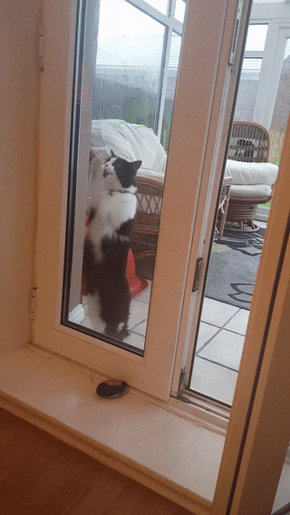 Cats