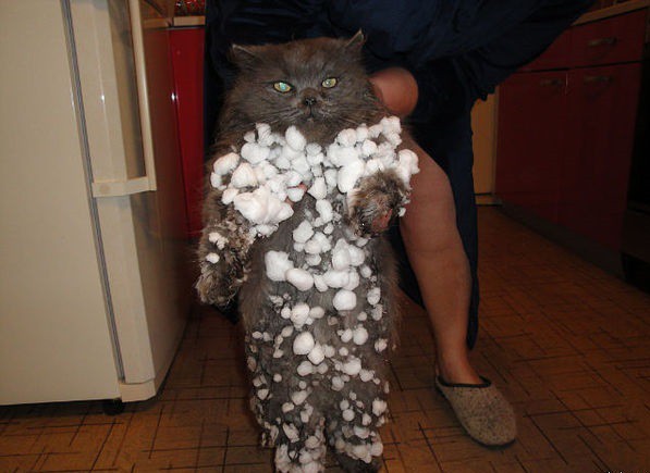 Cats