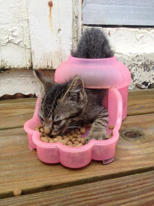 Cats