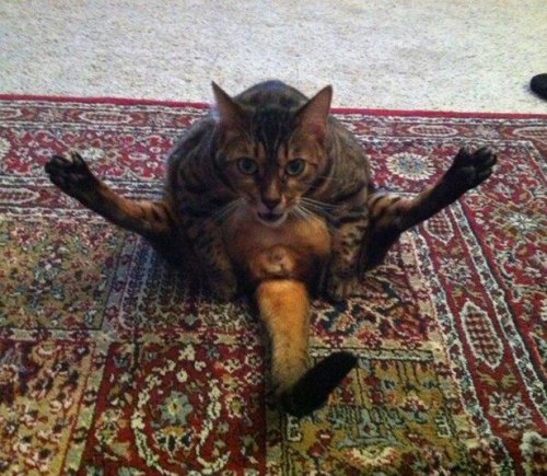 Cats