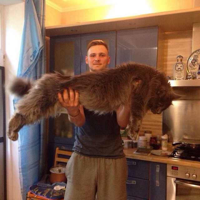 Cats