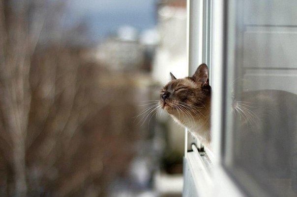Cats