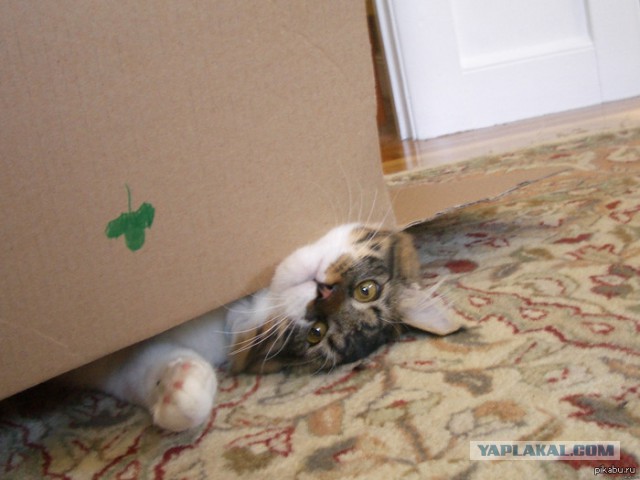 Cats