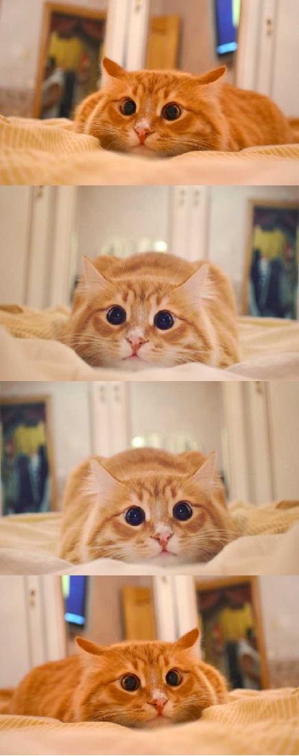 Cats