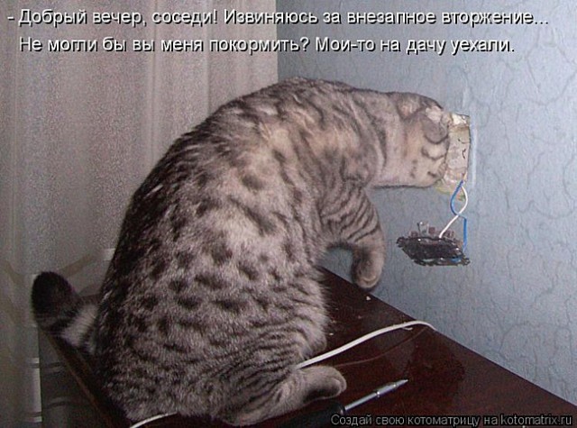 Cats