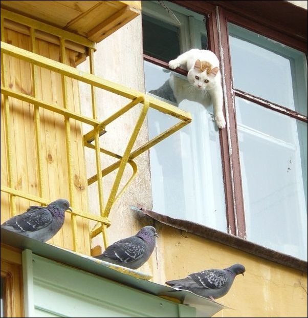 Cats