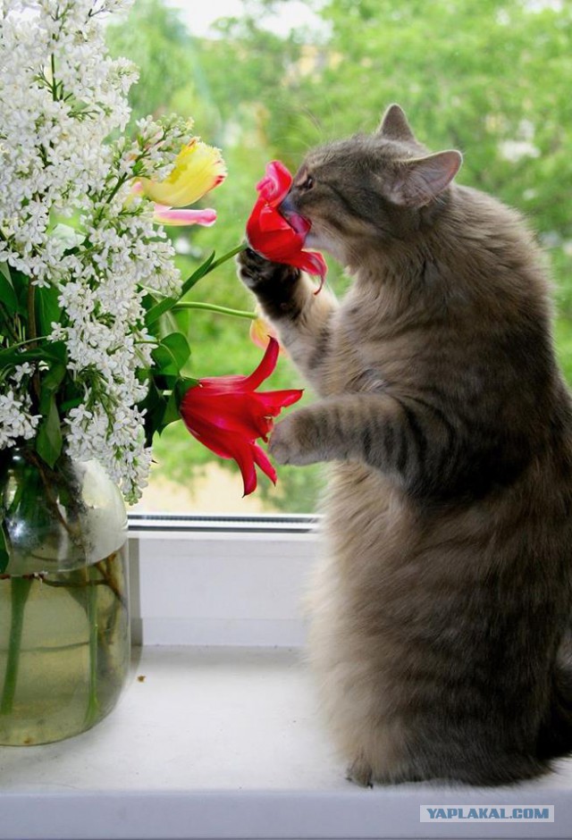 Cats