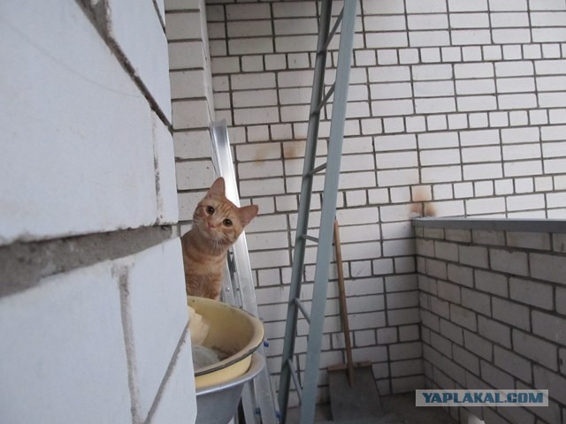 Cats