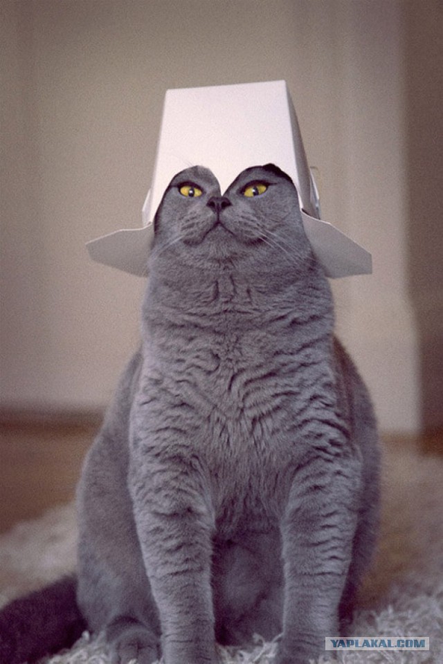 Cats