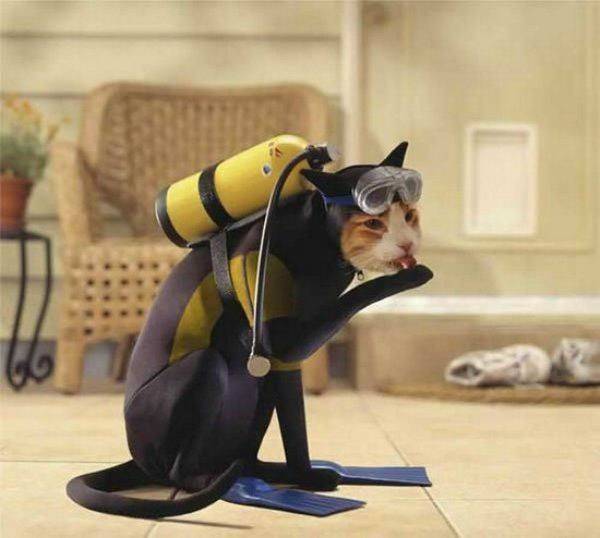 Cats