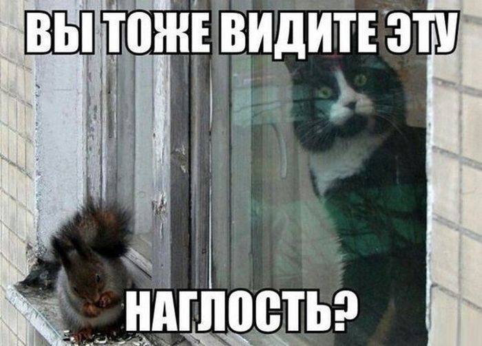 Cats