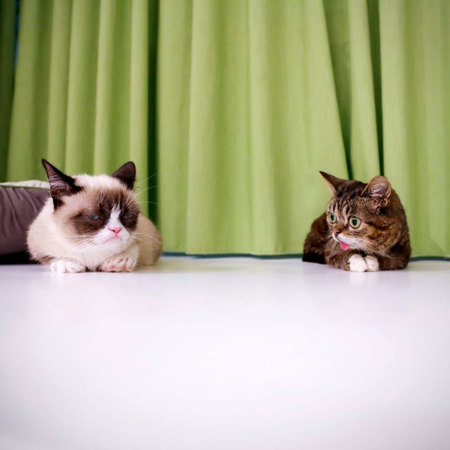 Cats