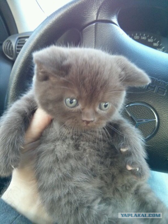 Cats