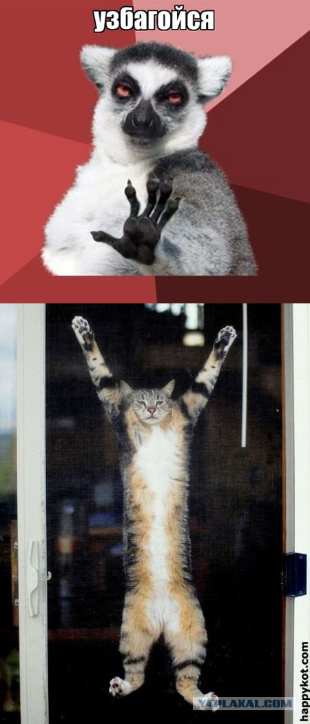 Cats