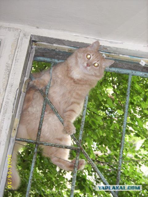 Cats