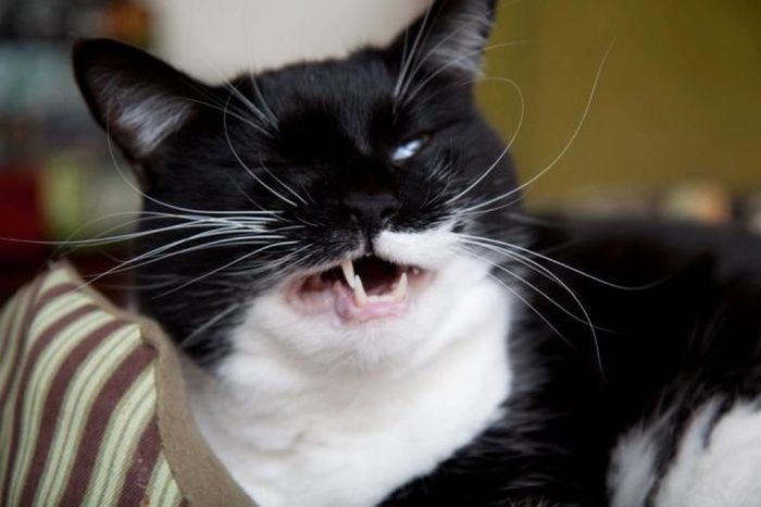 Cats