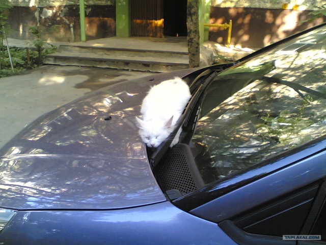 Cats