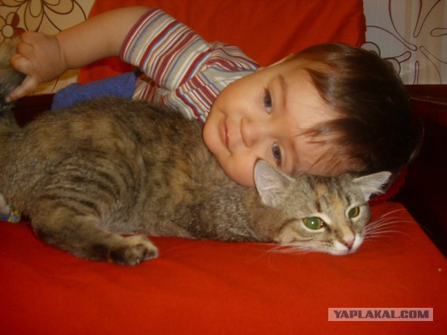 Cats
