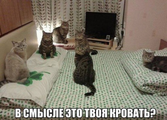 Cats