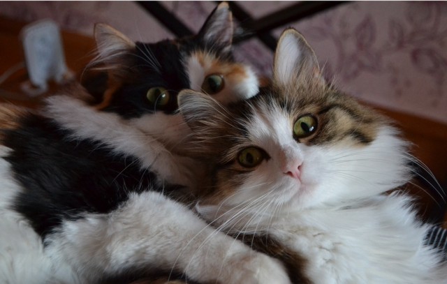 Cats