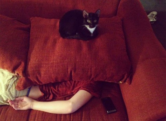 Cats