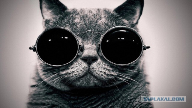 Cats