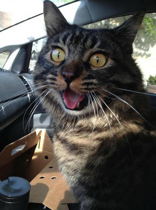 Cats