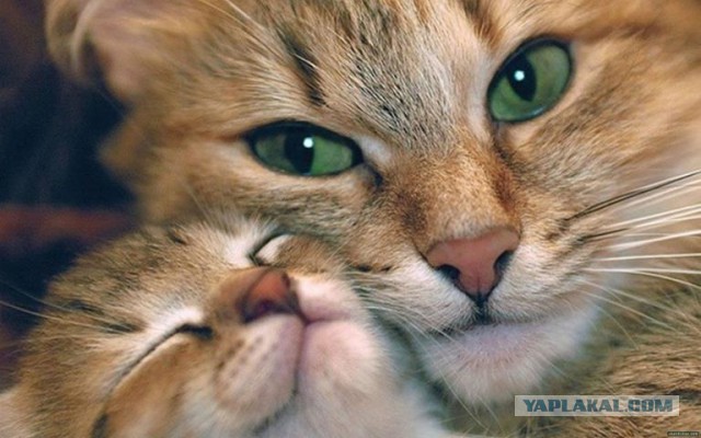 Cats