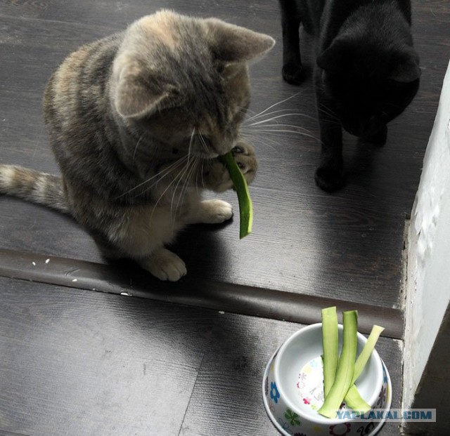 Cats
